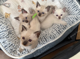 Siamese kittens from loving home