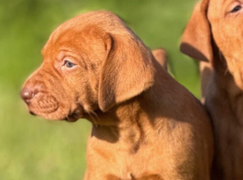 Show Bred, Docked Vizsla PUPPIES