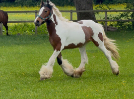 Skewbald Gelding Cob to make 14.2