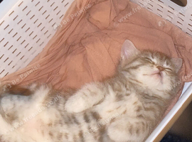 Silver tabby mixed Persian