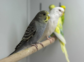Budgies