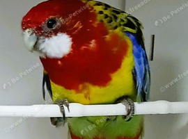 Young beautiful female Rosella now available for a new home