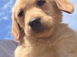 Gorgeous Goldador Puppies