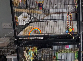 Bird cage large