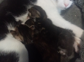 2 beautiful kittens for sale ️ other 2 been reserved