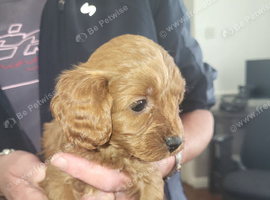 Cavapoo puppies for sale
