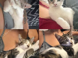 Two kittens available