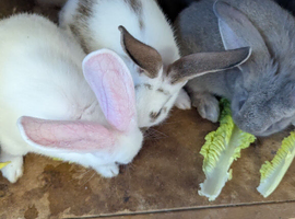 Flemish giants