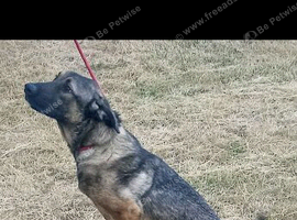 Belgium shepherd cross Caucasian shepherd
