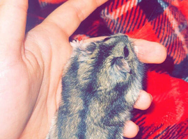 Bud dwarf hamster