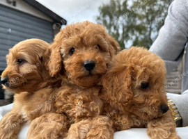 F1b cockapoo puppies
