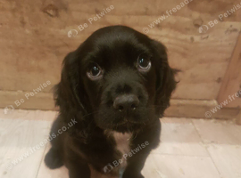 Working cocker spaniels