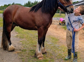 3yr 13.2 heavy set cob