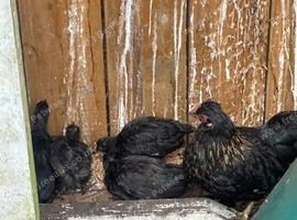 Black bantam, cream legbar and Ayem cemani young birds
