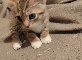 Bengal x kittens
