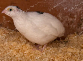 Coturnix quail hen