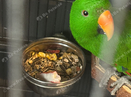 Male Eclectus