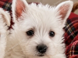 Adorable west highland terrier puppy