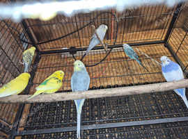 Budgies