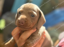 Miniatur dachshund champagne color