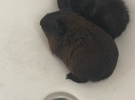 2 male baby Guinea pigs