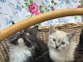 Beautiful Ragdoll Cross Kittens