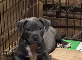 Beautiful Bundle of Staffy Boys
