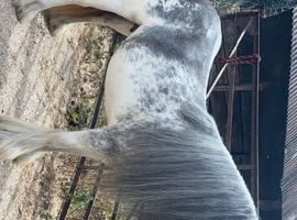 Sabino Mare