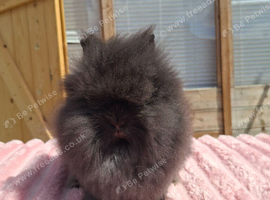 Double Mained Lionheads 9 weeks