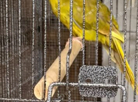 Female kakariki