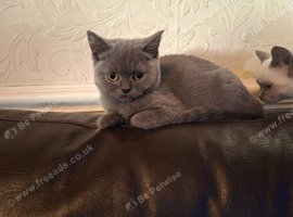 3 British shorthair girls