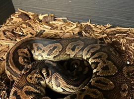 Male ball python
