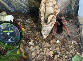 Mexican red knee tarantula