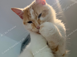 Beautiful Boy needs a loving home