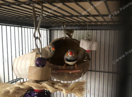 ZEBRA FINCH PAIR