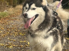 3 year old Husky bitch