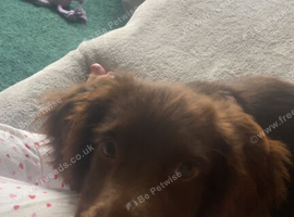 8month bitch cocker spaniel