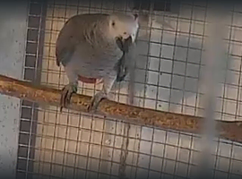 Breeding male African grey