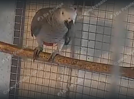 African grey breeding male