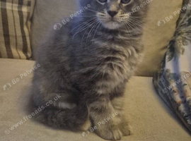 Handsome Maine coon Kitten for sale