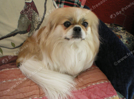 DELIGHTFUL PEKINGESE GIRL