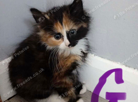 5 kittens ready now