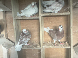 Young rollers for sale