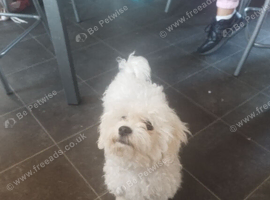 Bichon frise Ava