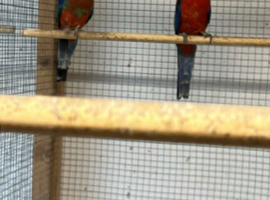 2 pairs of Stanley rosellas available.