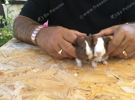 Baby piggies can be reserved