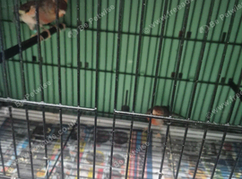 Harlequin cock bird