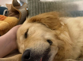 Golden retriever