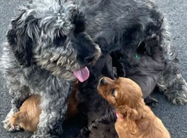 Cavapoo puppies