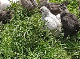 Aracuna chickens